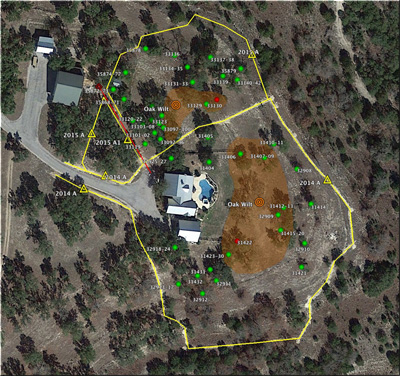 Oak Wilt trenching and treatment ma