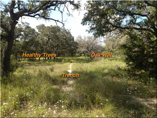 successful trench dividing healthy and sick tree