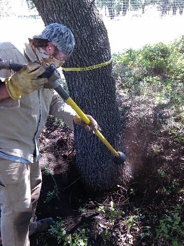 Air Spade excavation of root